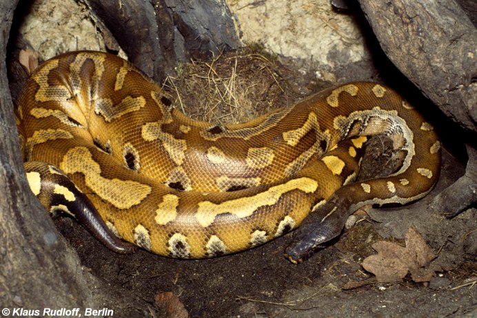 Красная змея