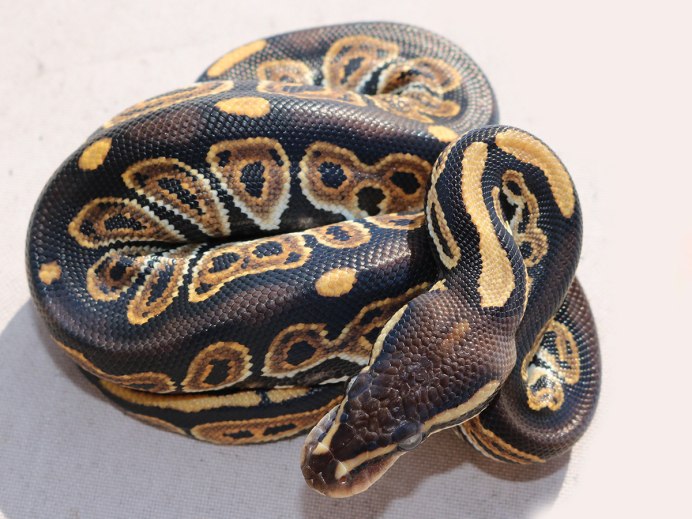 XM красный питон