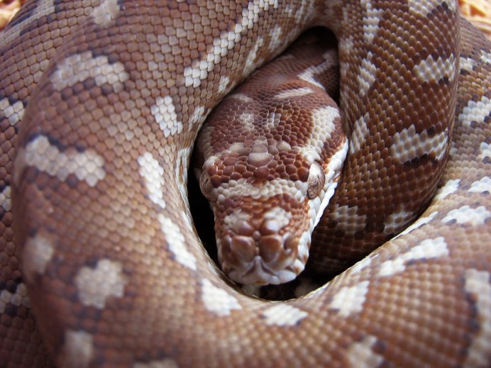 Техасский полоз альбинос