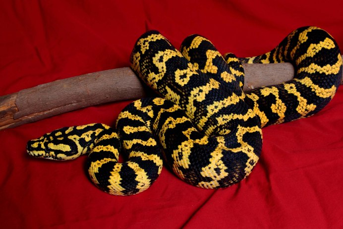 Мадагаскарский полоз