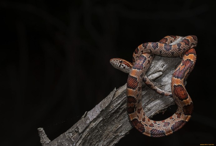 Питон 3д моделька