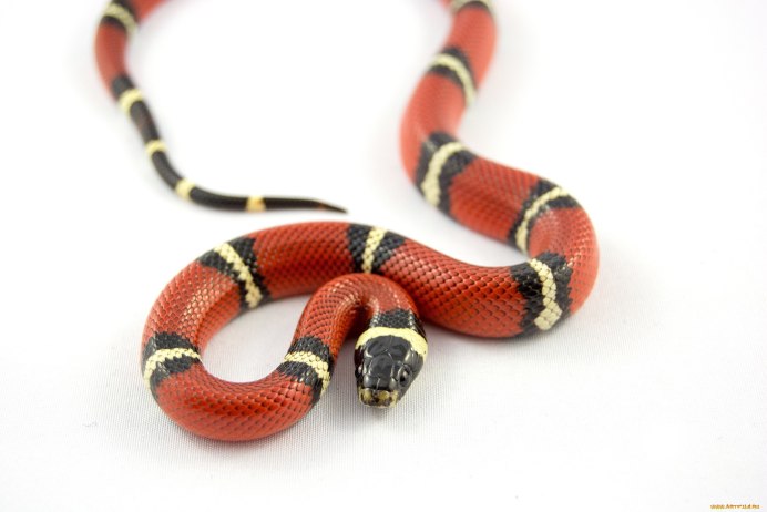 Короткохвостый питон