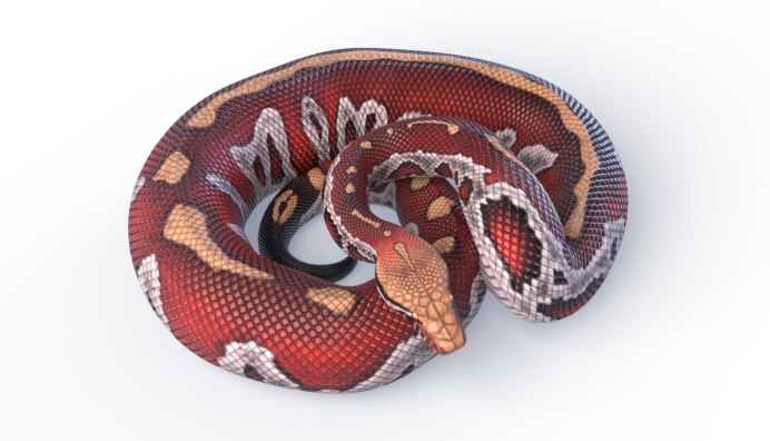 Поперечнополосатая Королевская змея