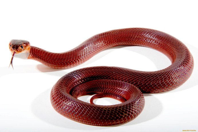 Змеи полоз оранжевый