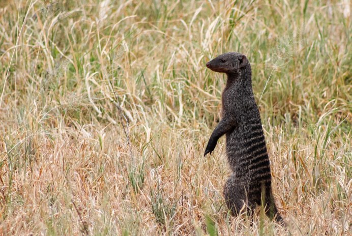 Dwarf Mongoose