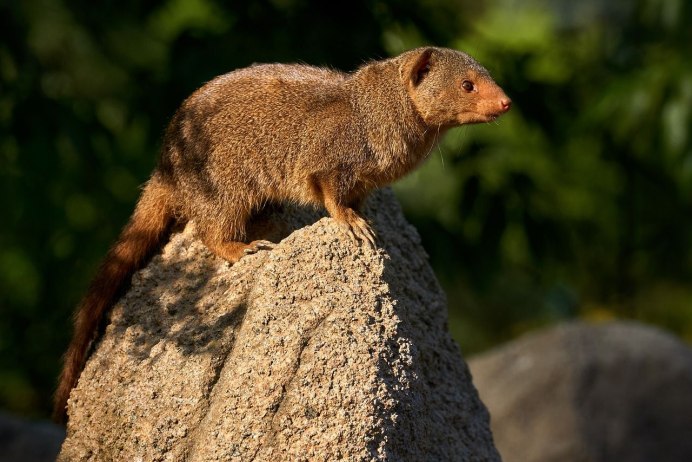 Dwarf Mongoose