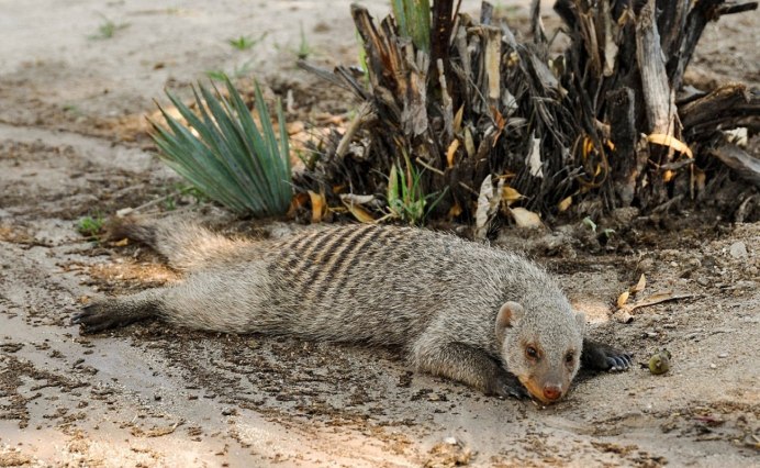 Dwarf Mongoose Diet