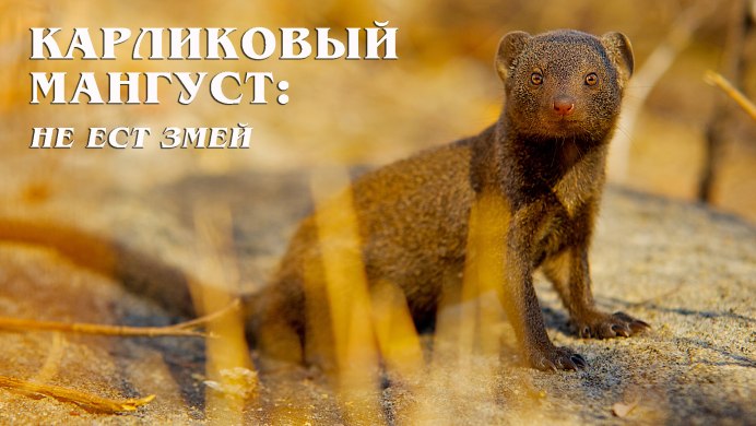 Мангуст сумчатый