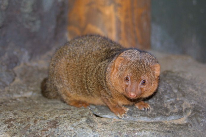 Helogale parvula