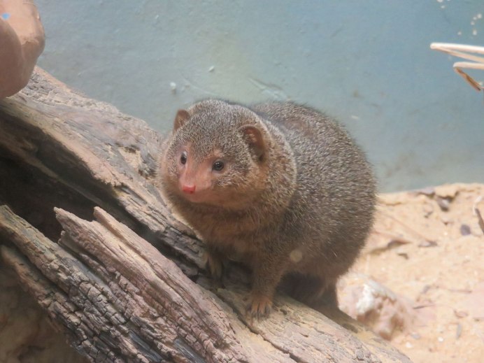 Королевский Мангуст