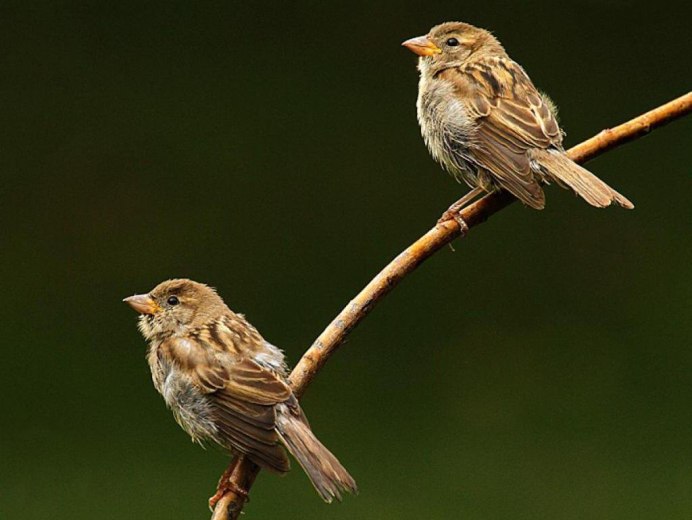 Птица с красной грудкой похожа на воробья