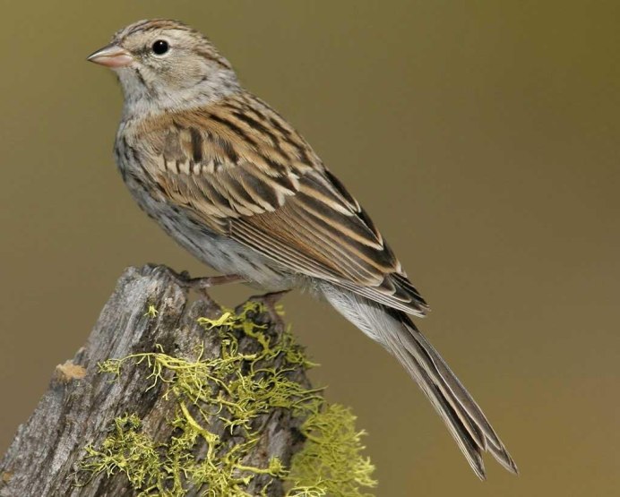 Зимующая птица похожая на воробья