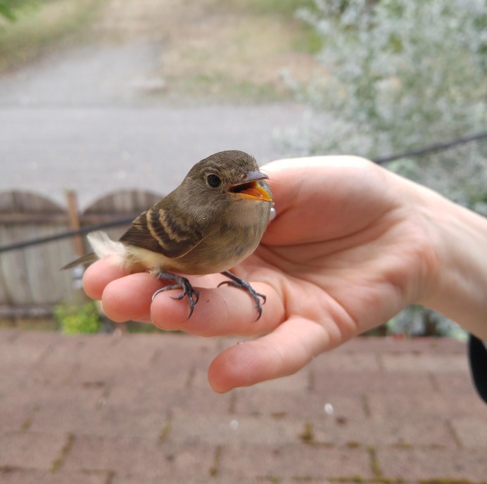 Серый Воробей
