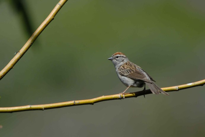 Птичка семейства воробьиных
