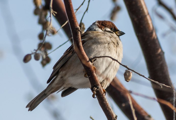 Отряд воробьиных желтогрудка