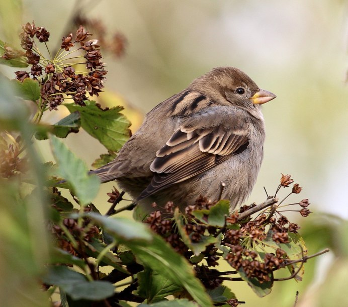 Маленькая птичка похожая на воробья