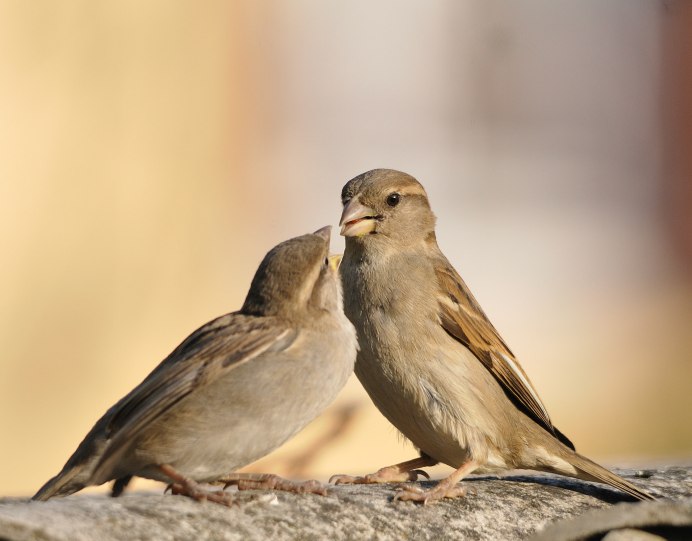 Домовый Воробей птенец
