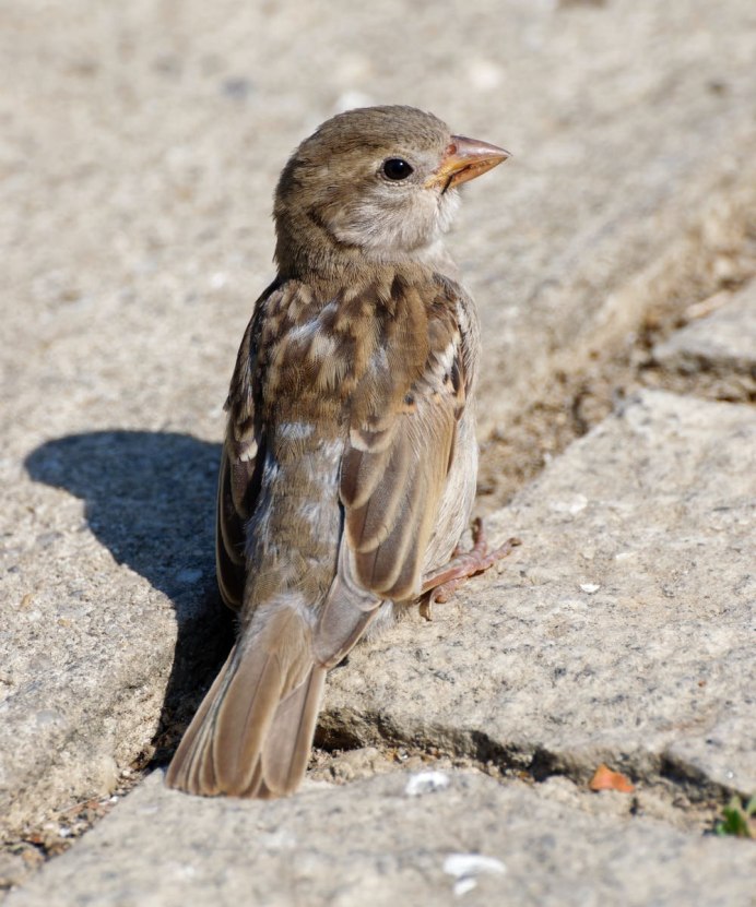 Воробей горихвостки птенец