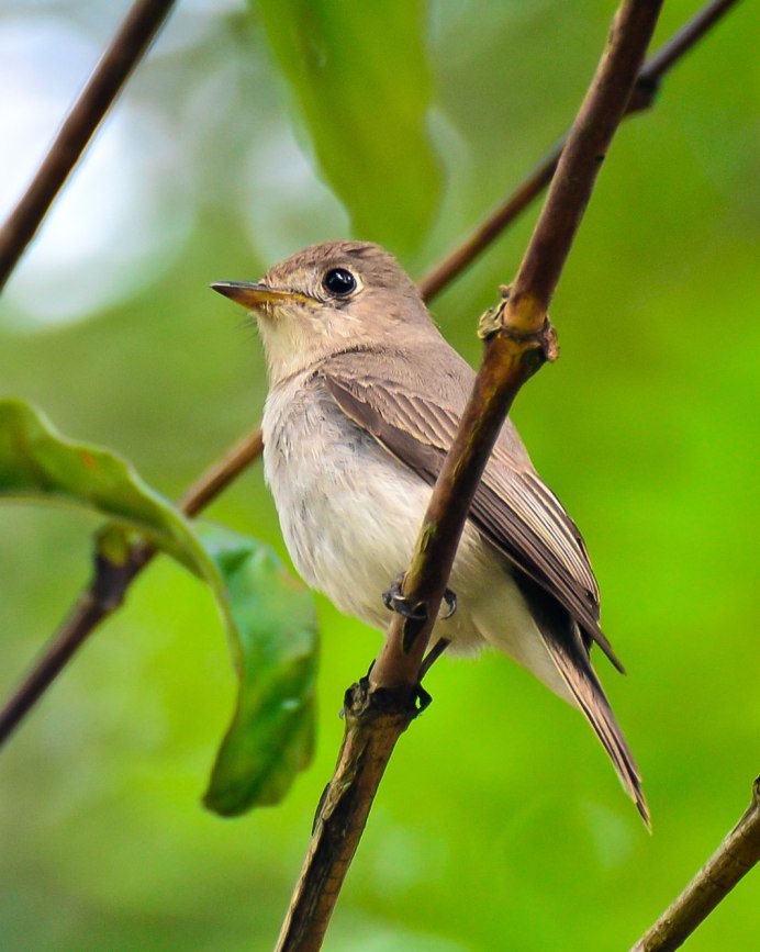 Птица Yellow Rumped Warbler