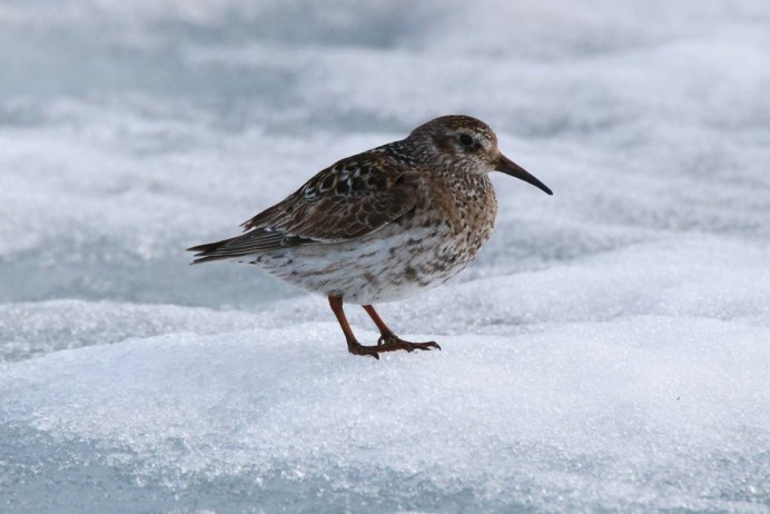 Морской песочник Calidris maritima
