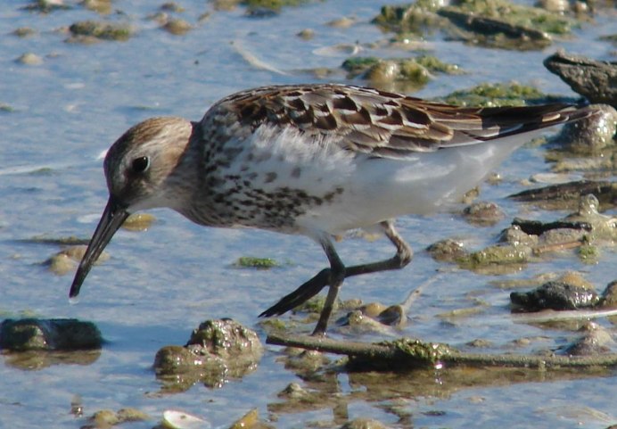 Temminck's stint (Calidris temminckii)