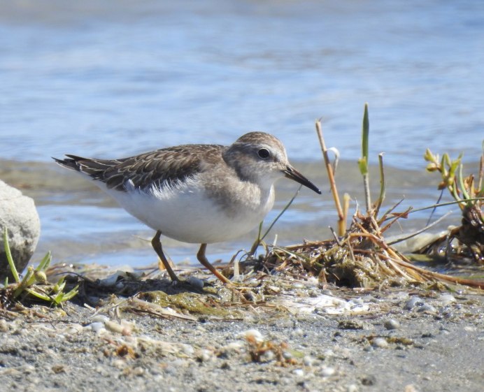 Большой песочник Calidris tenuirostris