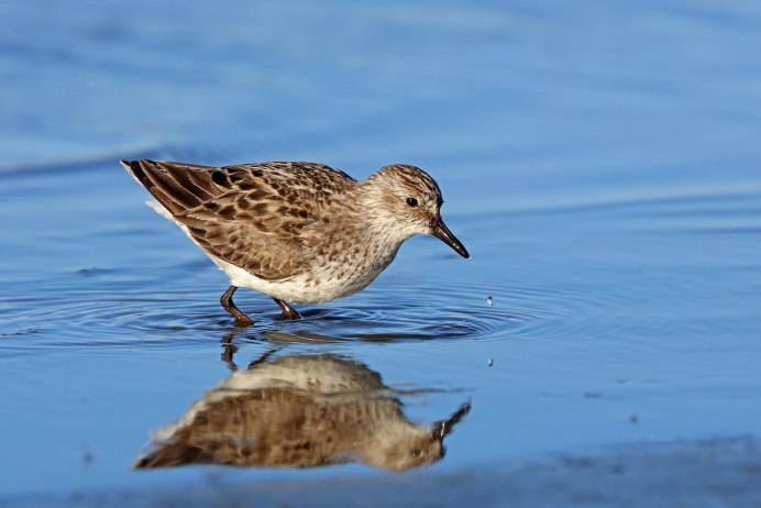 Sandpiper Sound