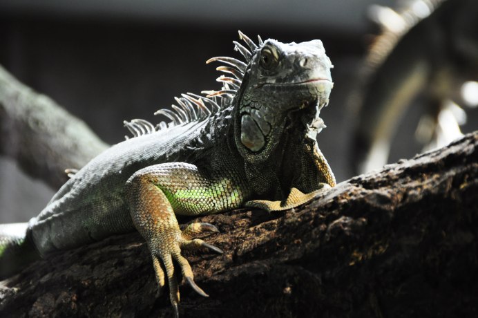 Ctenosaura clarki
