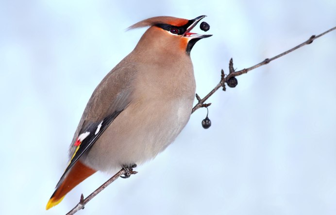 Свиристель (Bombycilla garrulus)
