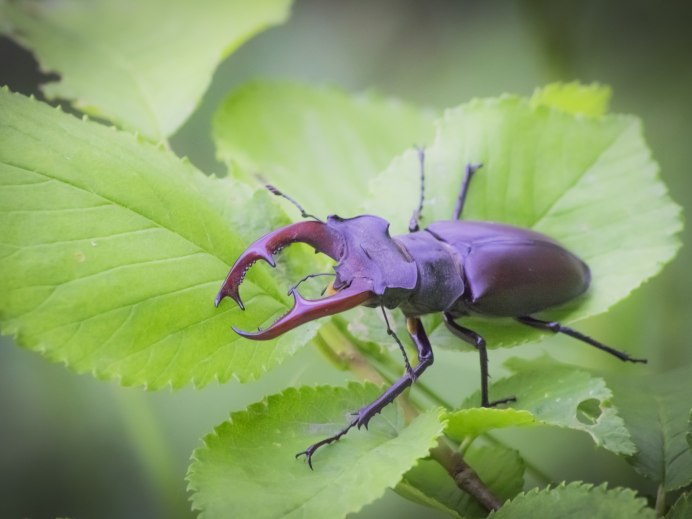 Chrysochus cobaltinus