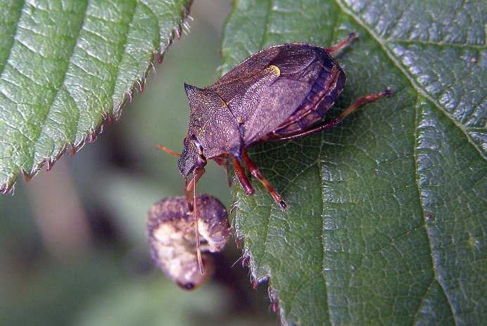 Cysteodemus wislizeni