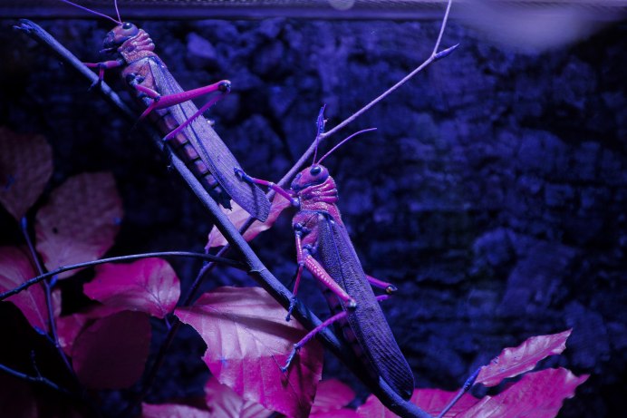 Agapanthia violacea