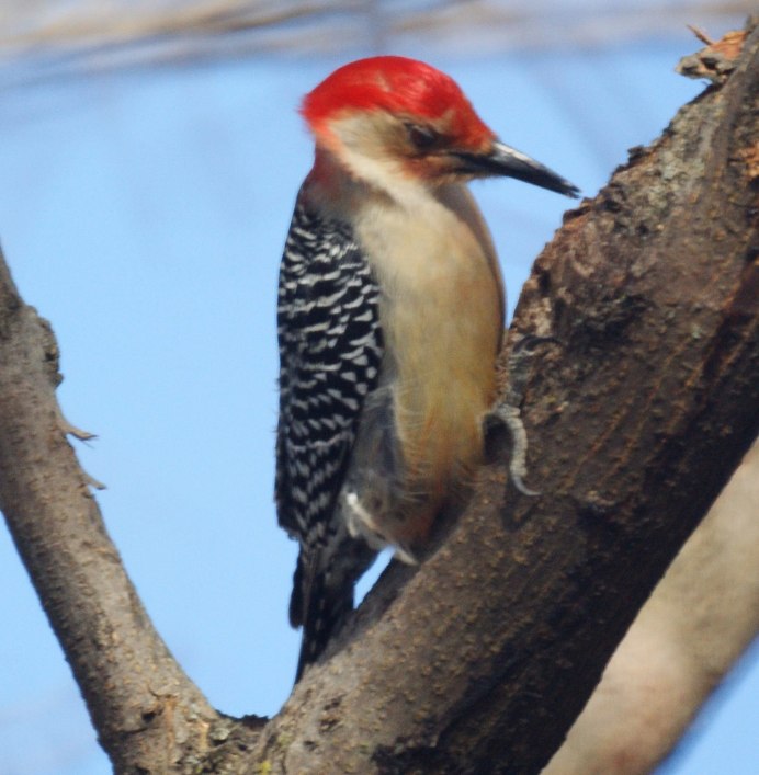 Neochmia temporalis