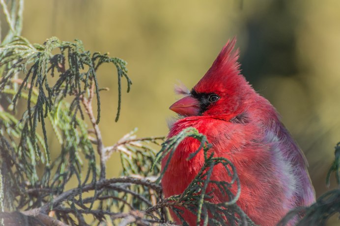 Red Cardinal птица