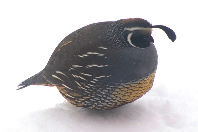 Калифорнийский Quail