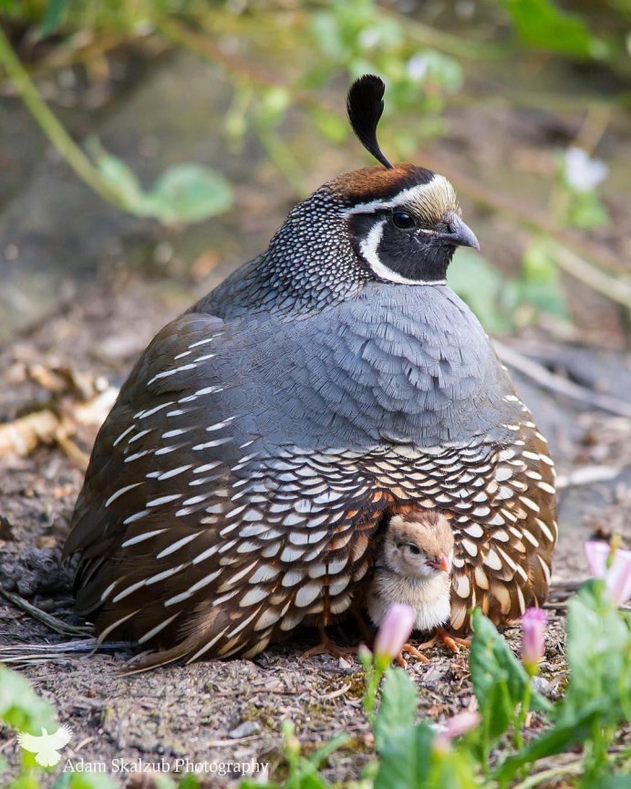 Калифорнийский Quail