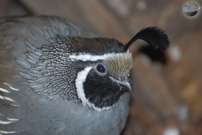 California Quail