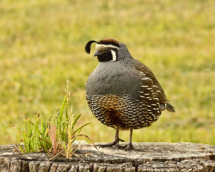 Калифорнийский Quail