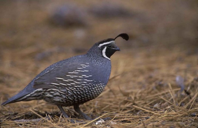 Quail Studio photo