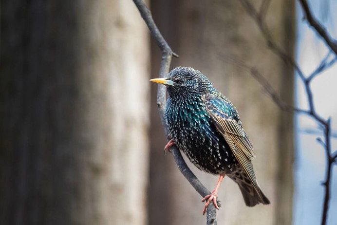 Sturnus vulgaris Linnaeus птица в летнем пере