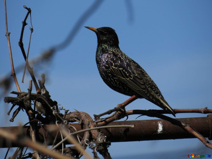 Обыкновенный скворец (Sturnus vulgaris)