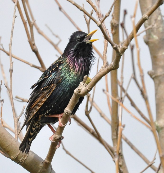 Обыкновенный скворец (Sturnus vulgaris)