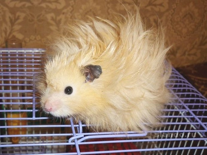 Морская Свинка Коронет