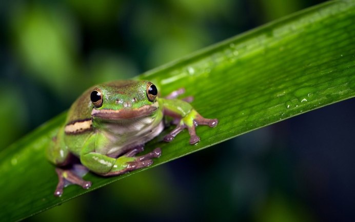 Allobates femoralis