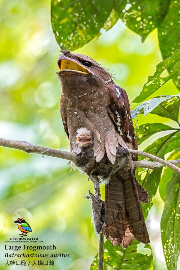 Козодой лягушкорот