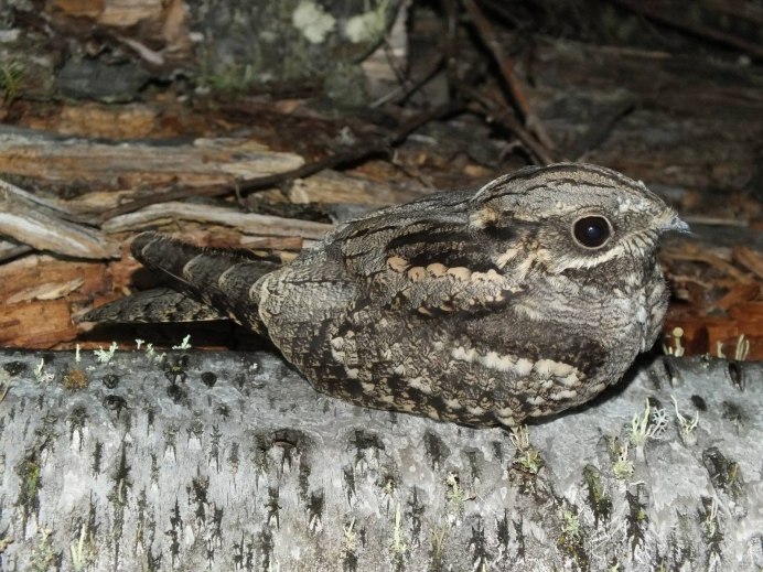 Козодой малый Марий Эл птенец