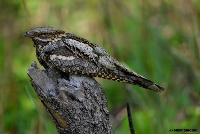 Исполинский козодой птица