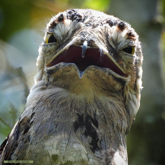 Новокаледонский Совиный козодой