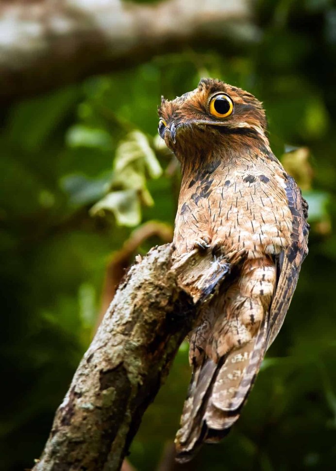 Новокаледонский Совиный козодой