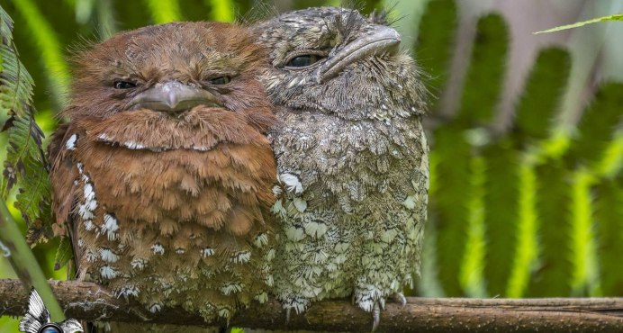 Козодой лягушкорот